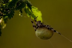 2012-08-31_25_Kreuzspinne_4756_RH