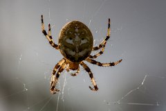 2012-08-31_26_Kreuzspinne_4823_RH