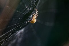 2012-08-31_29_Kreuzspinne_4974_RH