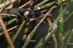 2012-08-31_31_Ringelnatter_3746_RH