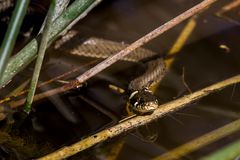 2012-08-31_32_Ringelnatter_3758_RH