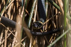 2012-08-31_33_Ringelnatter_3770_RH