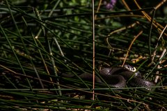 2012-08-31_34_Ringelnatter_3960_RH
