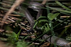 2012-08-31_35_Ringelnatter_5179_RH