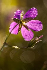 2012-08-31_39_Storchenschnabel_5148_RH