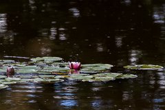 2012-08-31_40_Seerosen_3831_RH