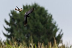 2012-08-31_41_Turmfalke_3236_RH