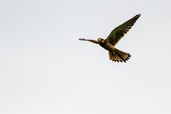 2012-08-31_42_Turmfalke_3618_RH