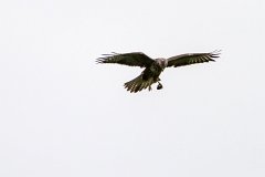 2012-08-31_44_Bussard_3637_RH