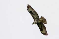 2012-08-31_45_Bussard_3655_RH