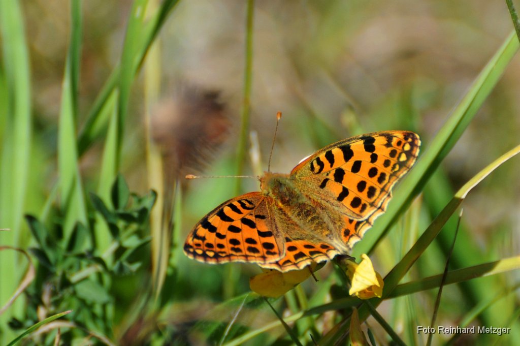 2012-09-30_40_Kleiner_Perlmutterfalter_0567_RM.jpg