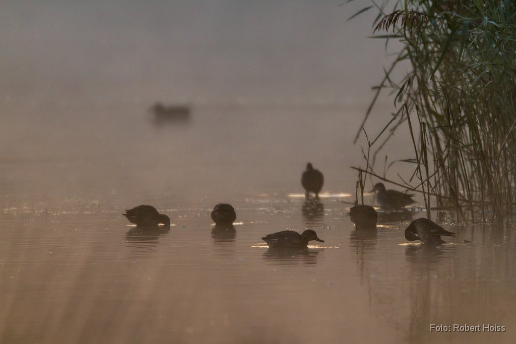 2012-09-31_22_Stockenten_4800_RH.jpg