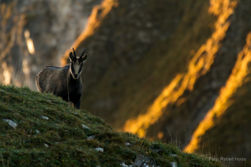 2012-09-31_33_Gams_5157_RH.jpg