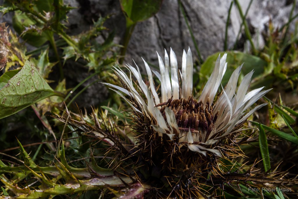 2012-09-31_37_Silberdistel_5412_RH.jpg