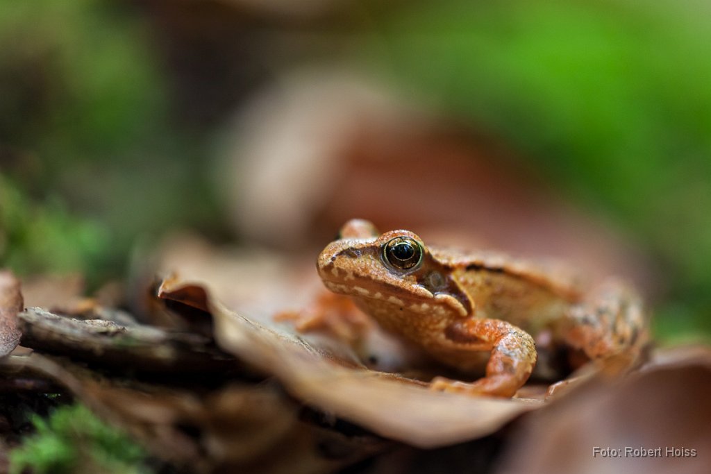 2012-10-31_28_Grasfrosch_8732_RH.jpg