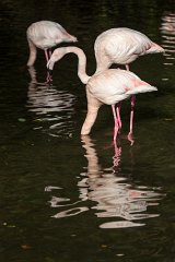 2012-11-31_05_Rosa_Flamingos_9459_RH