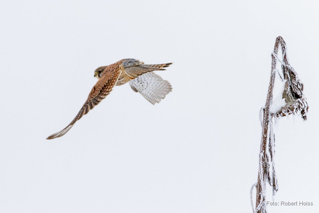 2012-12-31_10_Turmfalke_7657_RH.jpg