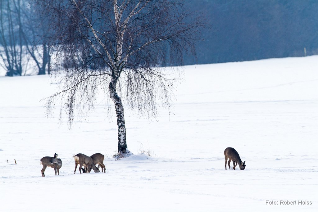 2012-12-31_24_Rehe_8680_RH.jpg