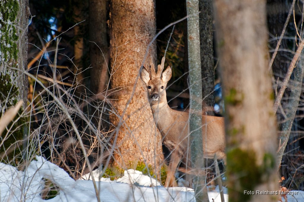 2013-03-31_13_Rehbock_0007_RM.jpg