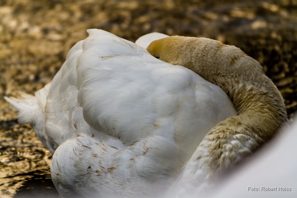 2013-03-03_13_Hoeckerschwan_5250_RH.jpg