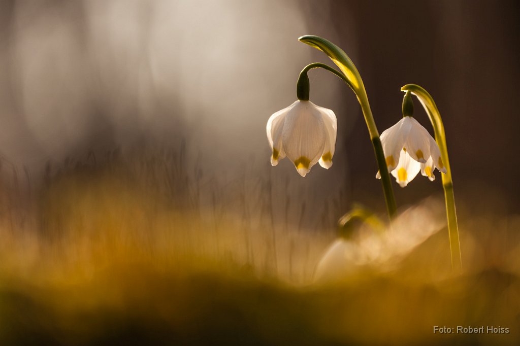 2013-03-22_19_Maerzenbecher_4626_RH.jpg