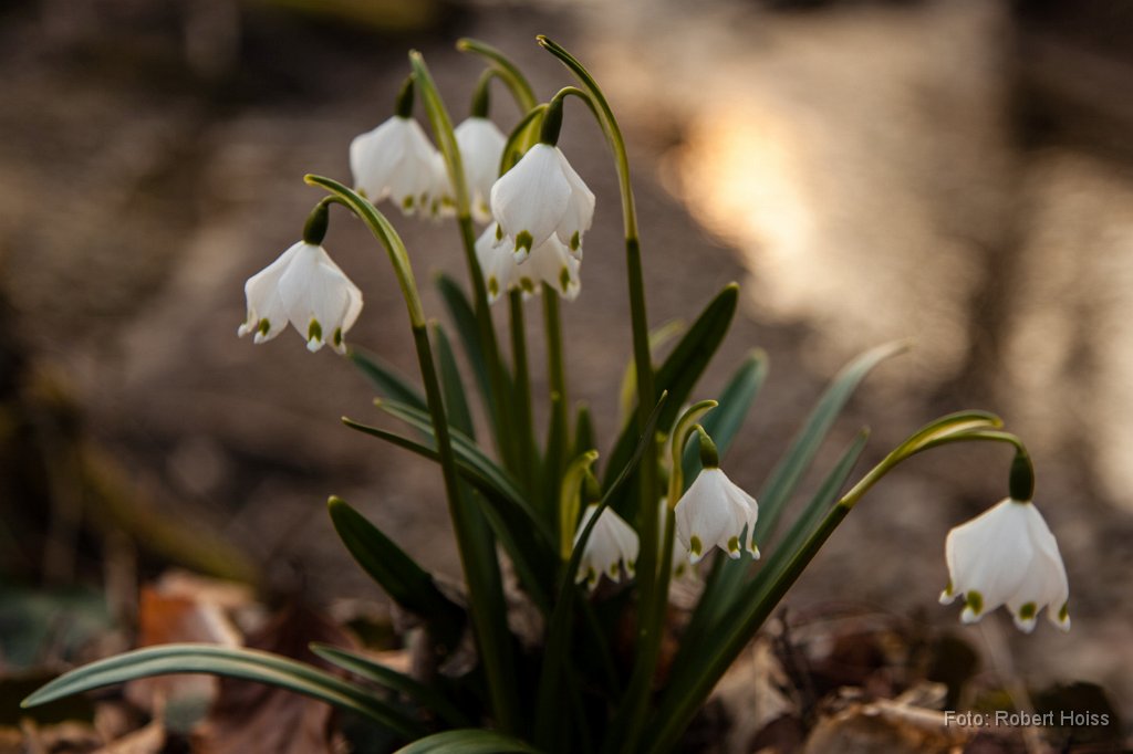 2013-03-22_22_Maerzenbecher_4761_RH.jpg