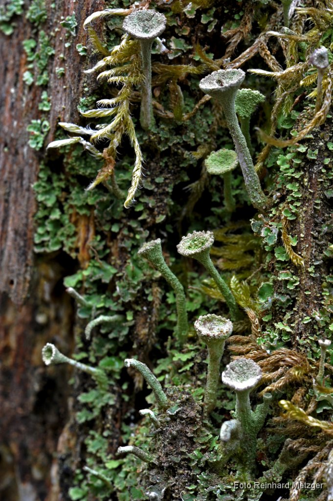 2013-04-30_08_Trompetenflechte_1203_RM.jpg