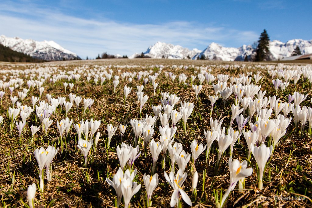 2013-04-31_06_Krokus_Gerold_5429_RH.jpg