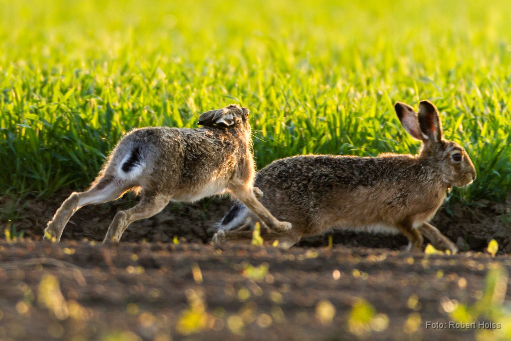 2013-04-31_20_Feldhasen_8388_RH.jpg