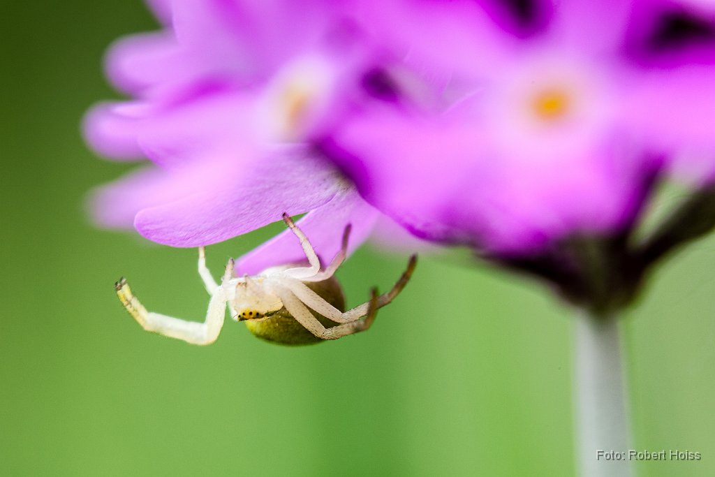 2013-05-31_07_Krabenspinne_7895_RH.jpg