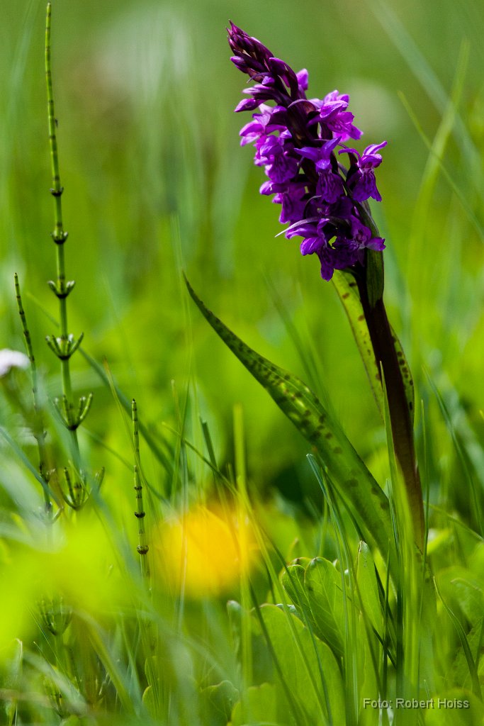2013-05-31_21_Knabenkraut_8612_RH.jpg