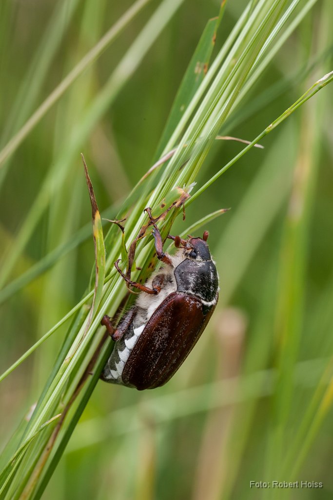 2013-06-30_36_Maikaefer_0809_RH.jpg