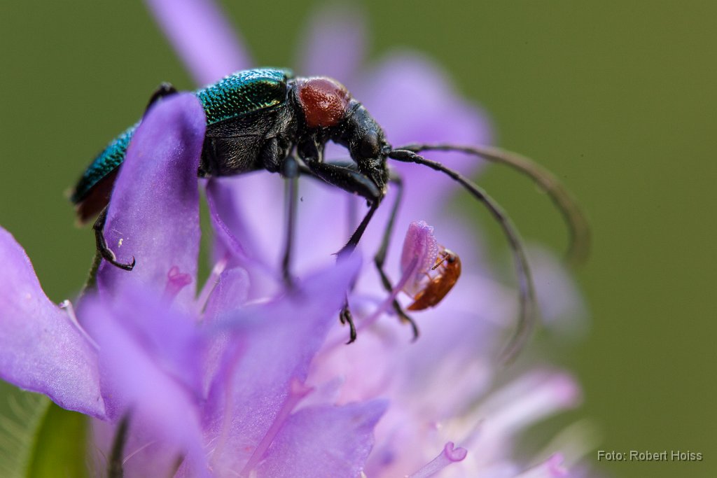 2013-06-30_39_Bockkaefer_1296_RH.jpg