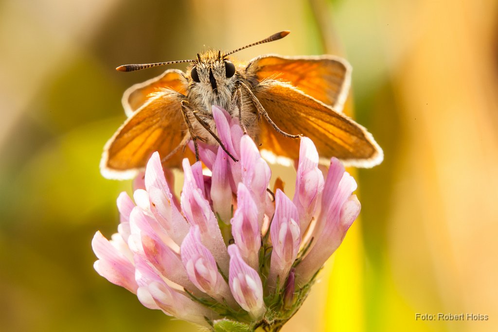 2013-07-31_03_Dickkopffalter_1687_RH.jpg