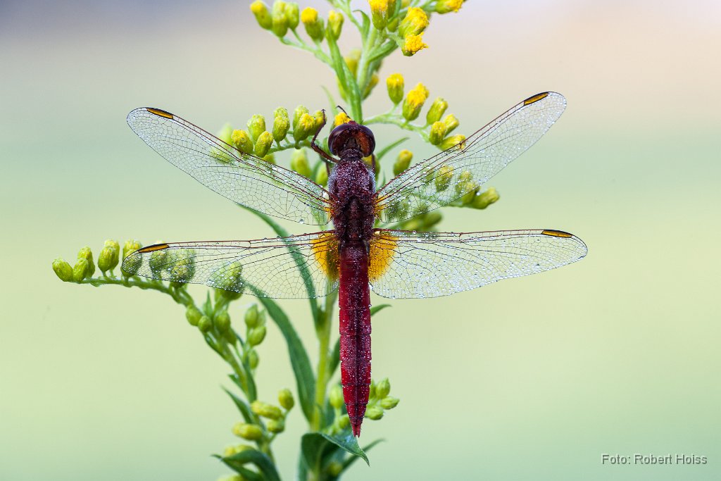 2013-08-31_35_Feuerlibelle_4235_RH.jpg