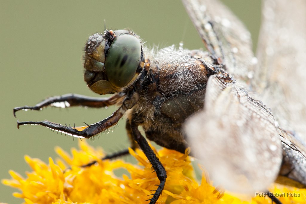2013-08-31_43_Grosser_Blaupfeil_5728_RH.jpg