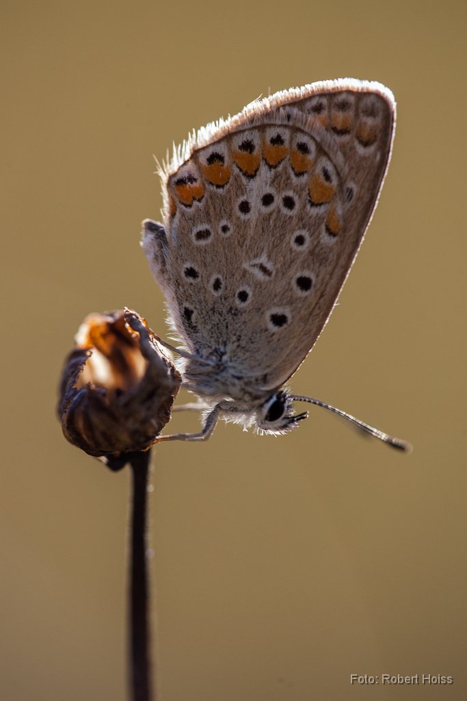 2013-08-31_46_Hauhechel-Blaeuling_4118_RH.jpg