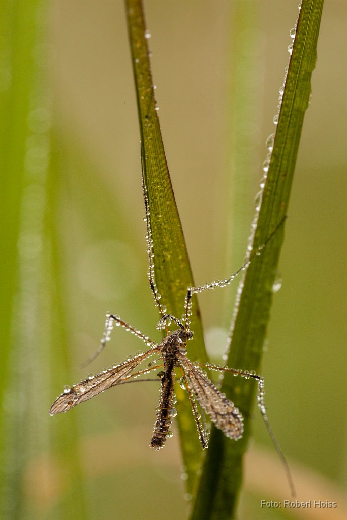 2013-08-31_54_Wiesenschnake_5801_RH.jpg