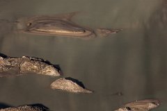 2013-08-31_12_Grossglockner_4718_RH