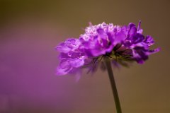 2013-08-31_20_Grossglockner_4818_RH