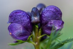 2013-08-31_22_Grossglockner_5224_RH