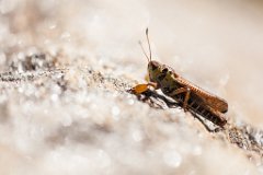 2013-08-31_24_Grossglockner_4829_RH