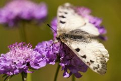 2013-08-31_25_Hochalpen-Apollo_Grossglockner_4909_RH