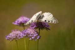 2013-08-31_26_Hochalpen-Apollo_Grossglockner_4866_RH