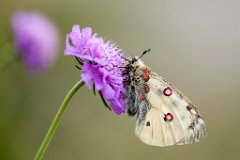2013-08-31_27_Hochalpen-Apollo_Grossglockner_5105_RH
