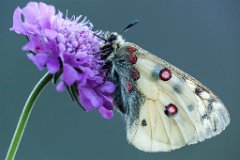 2013-08-31_28_Hochalpen-Apollo_Grossglockner_5157_RH