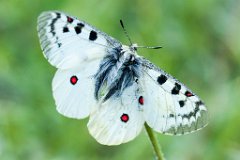 2013-08-31_29_Hochalpen-Apollo_Grossglockner_5179_RH