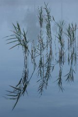 2013-08-31_30_Schilfgrafik_5461_RH