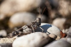 2013-08-31_31_Ödlandschrecke_4224_RH