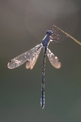 2013-08-31_32_Azurjungfer_5369_RH